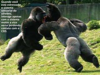 Quando você
está estressado,
o sistema
sensorial do
cérebro,
interage apenas
com o sistema
motor e vice
versa perdendo
contato com o
CEO.
 