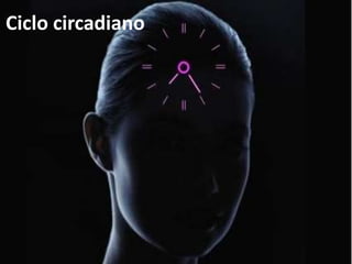Ciclo circadiano
 
