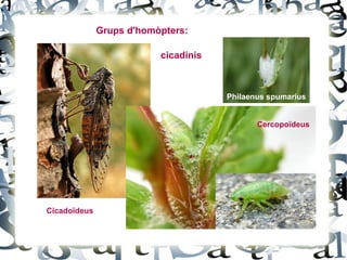 Grups d'homòpters:

                          cicadinis



                                      Philaenus spumarius


                                             Cercopoïdeus




Cicadoïdeus
 