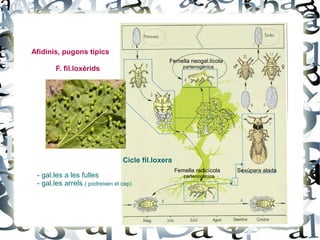 Afidinis, pugons típics
                                                Femella neogal.lícola
                                                       partenogènica
        F. fil.loxèrids




                                 Cicle fil.loxera
                                                    Femella radicícola   Sexúpara alada
 - gal.les a les fulles                                partenogènica
 - gal.les arrels ( podreixen el cep)
 