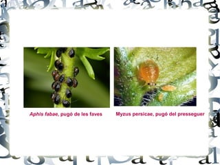 Aphis fabae, pugó de les faves   Myzus persicae, pugó del presseguer
 