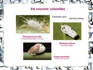 Els coccinis: cotxinilles

                                  Filaments ceris
                                                                Làmines cèrees




 Planococccus citri
Cotonet del taronger i la vinya

                                           Orthezia urticae
                                              Viu sobre l'ortiga




                                   Icerya purchasi
                                    Cítrics i arbres de jardí
 