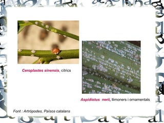 Ceroplastes sinensis, cítrics




                                     Aspidiotus nerii, llimoners i ornamentals


Font : Artròpodes, Països catalans
 