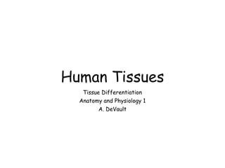Human Tissues
Tissue Differentiation
Anatomy and Physiology 1
A. DeVault
 