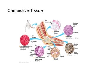 Honors anatomy/physiology human tissues 2016 | PPT