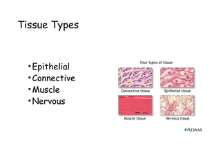 Honors anatomy/physiology human tissues 2016 | PPT