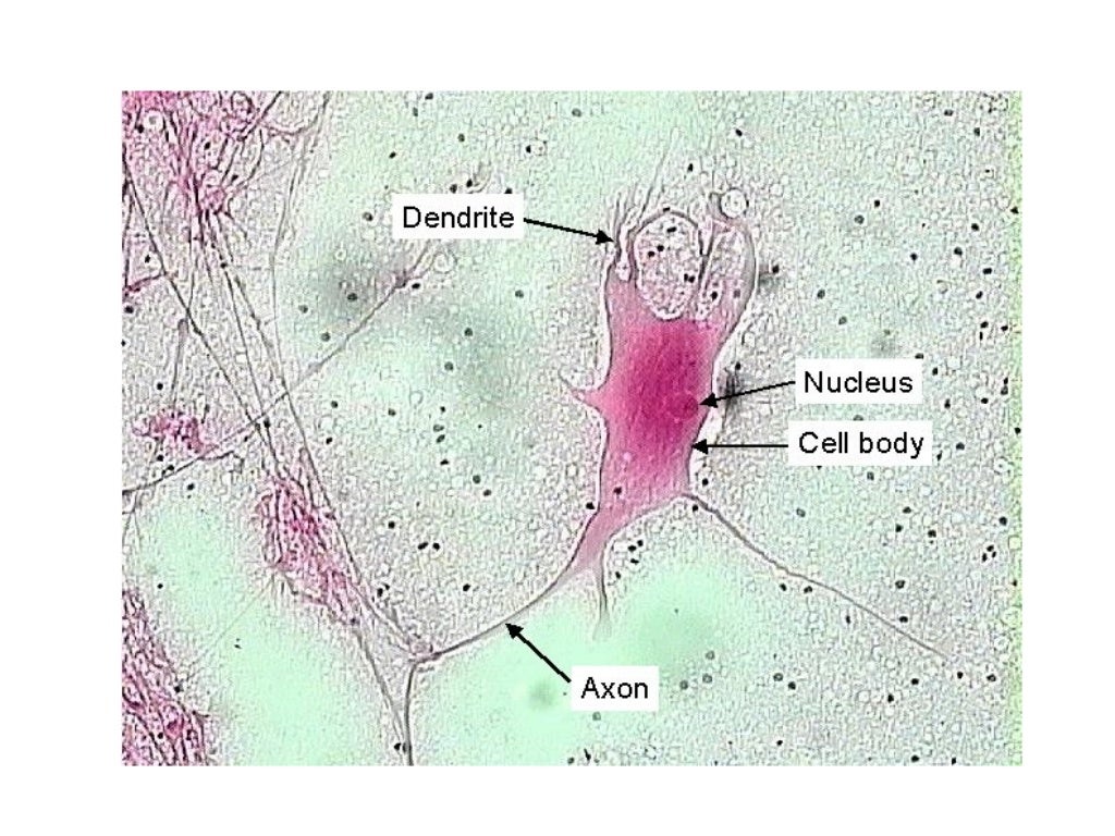 Honors anatomy/physiology human tissues 2016
