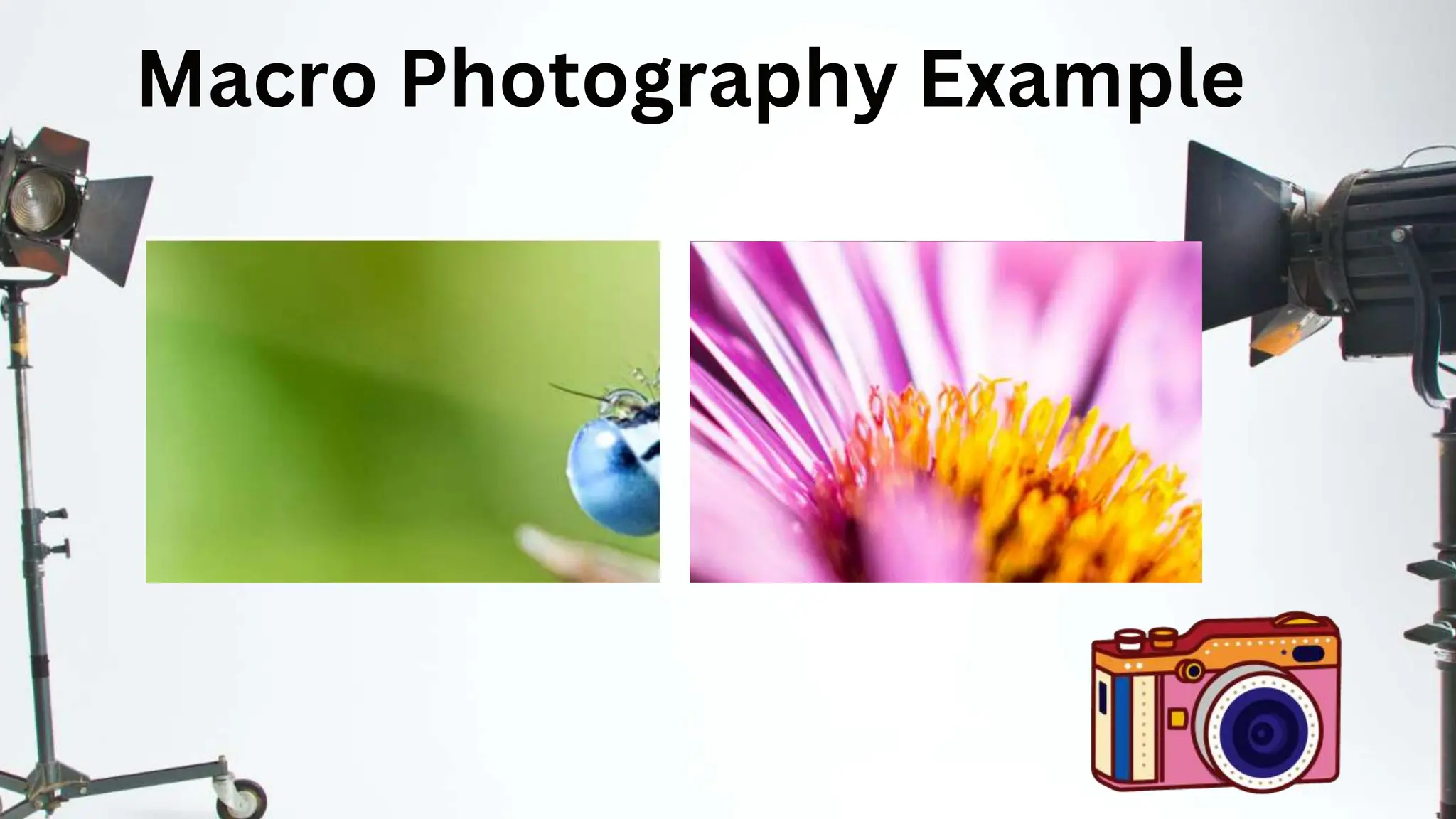 Macro Photography Example
 