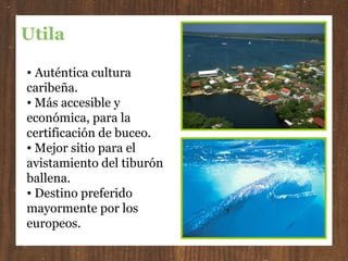 Utila   Auténtica cultura caribeña. Más accesible y económica, para la certificación de buceo. Mejor sitio para el avistamiento del tiburón ballena. Destino preferido mayormente por los europeos. 