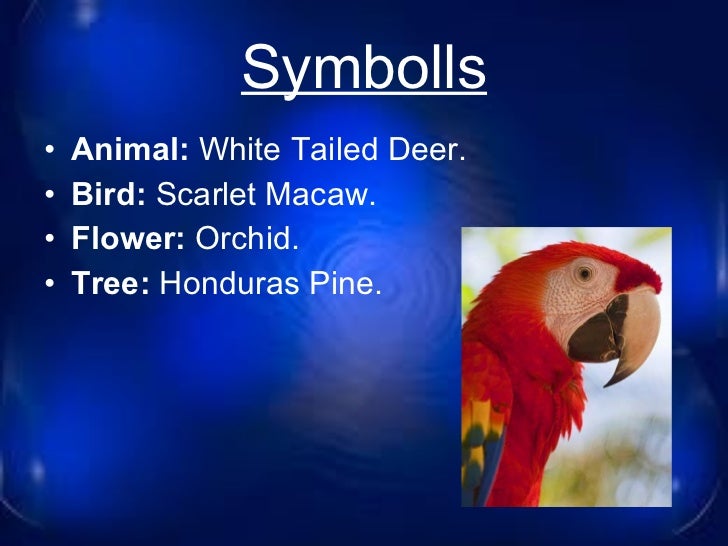 Image result for  white-tailed deer, the national bird is the scarlet macaw.