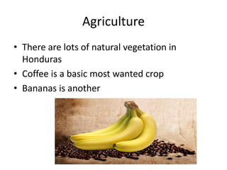 Agriculture
• There are lots of natural vegetation in
Honduras
• Coffee is a basic most wanted crop
• Bananas is another
 