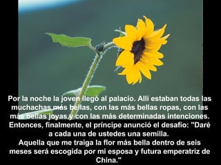 Por la noche la joven llegó al palacio. Allí estaban todas las muchachas más bellas, con las más bellas ropas, con las más bellas joyas y con las más determinadas intenciones. Entonces, finalmente, el príncipe anunció el desafío: "Daré a cada una de ustedes una semilla.  Aquella que me traiga la flor más bella dentro de seis meses será escogida por mi esposa y futura emperatriz de China."   