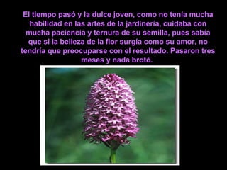 El tiempo pasó y la dulce joven, como no tenía mucha habilidad en las artes de la jardinería, cuidaba con mucha paciencia y ternura de su semilla, pues sabía que si la belleza de la flor surgía como su amor, no tendría que preocuparse con el resultado. Pasaron tres meses y nada brotó.   