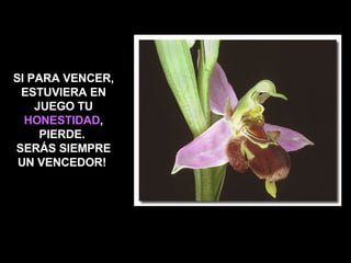 SI PARA VENCER, ESTUVIERA EN JUEGO TU  HONESTIDAD , PIERDE.  SERÁS SIEMPRE UN VENCEDOR!   