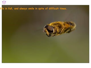 Live the life in full, and always smile in spite of difficult times. 