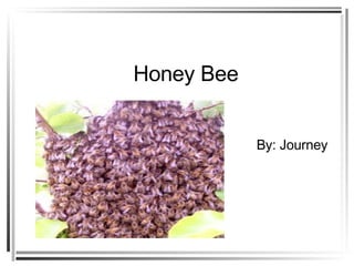 Honey Bee By: Journey 