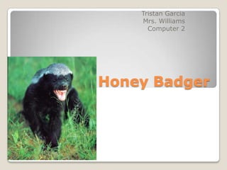 Tristan Garcia
    Mrs. Williams
      Computer 2




Honey Badger
 