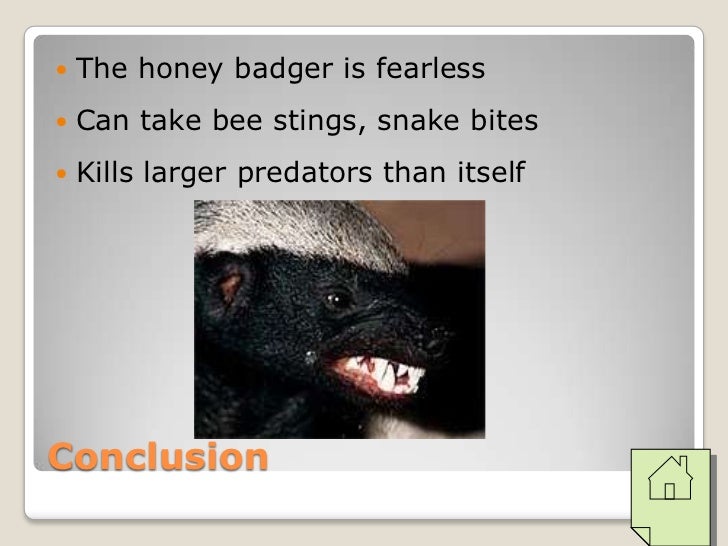 Honey badger