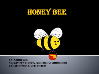 Honey BEE
By- Sanju Sah
St. Xavier’s college, Maitighar, Kathmandu
Department of Microbiology
 