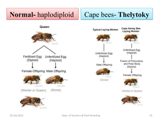 parthenogenesis in bees