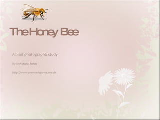 The Honey Bee 