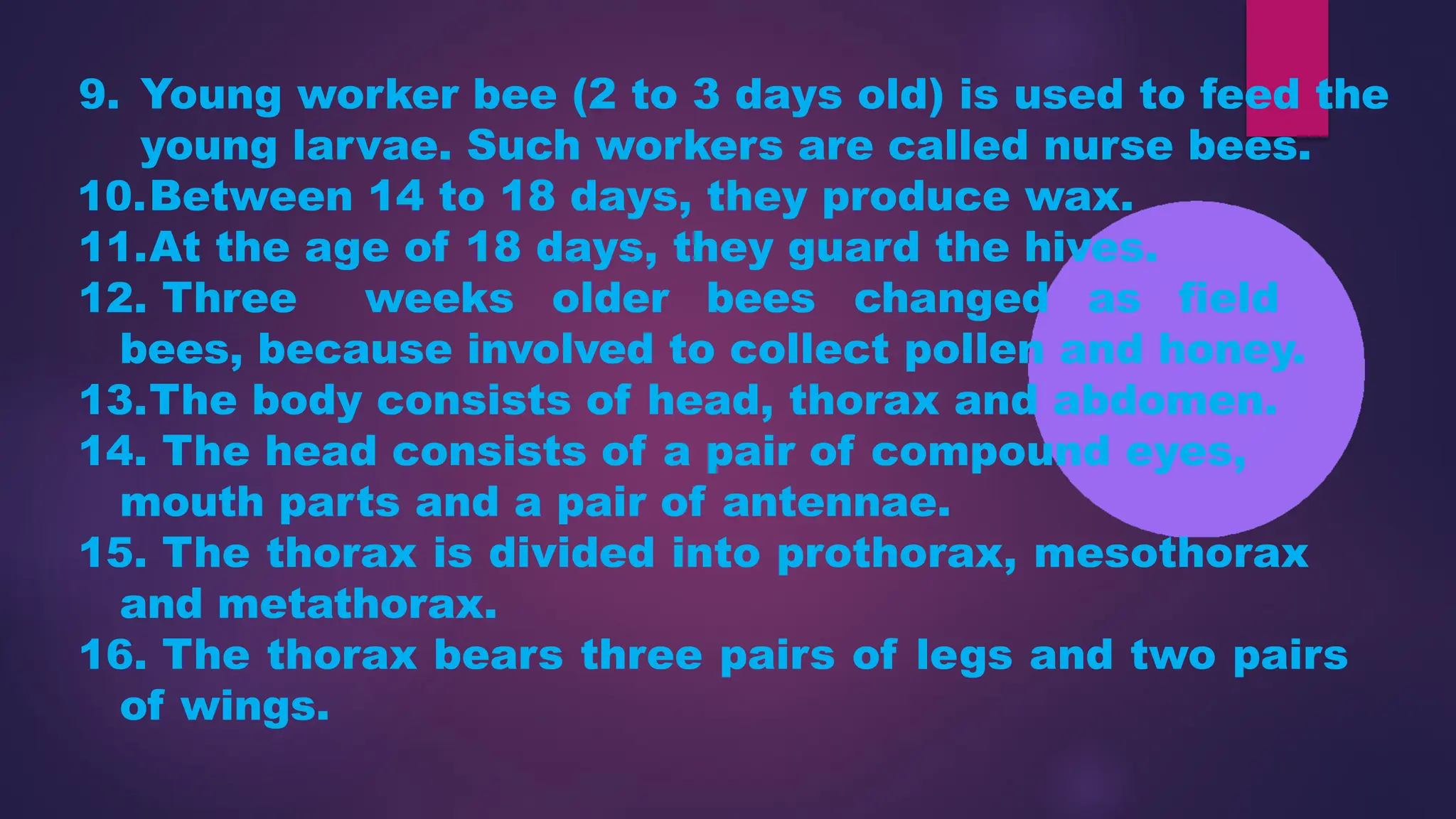 HONEY BEE – Types of Honey bee, Castes of bee | PPTX