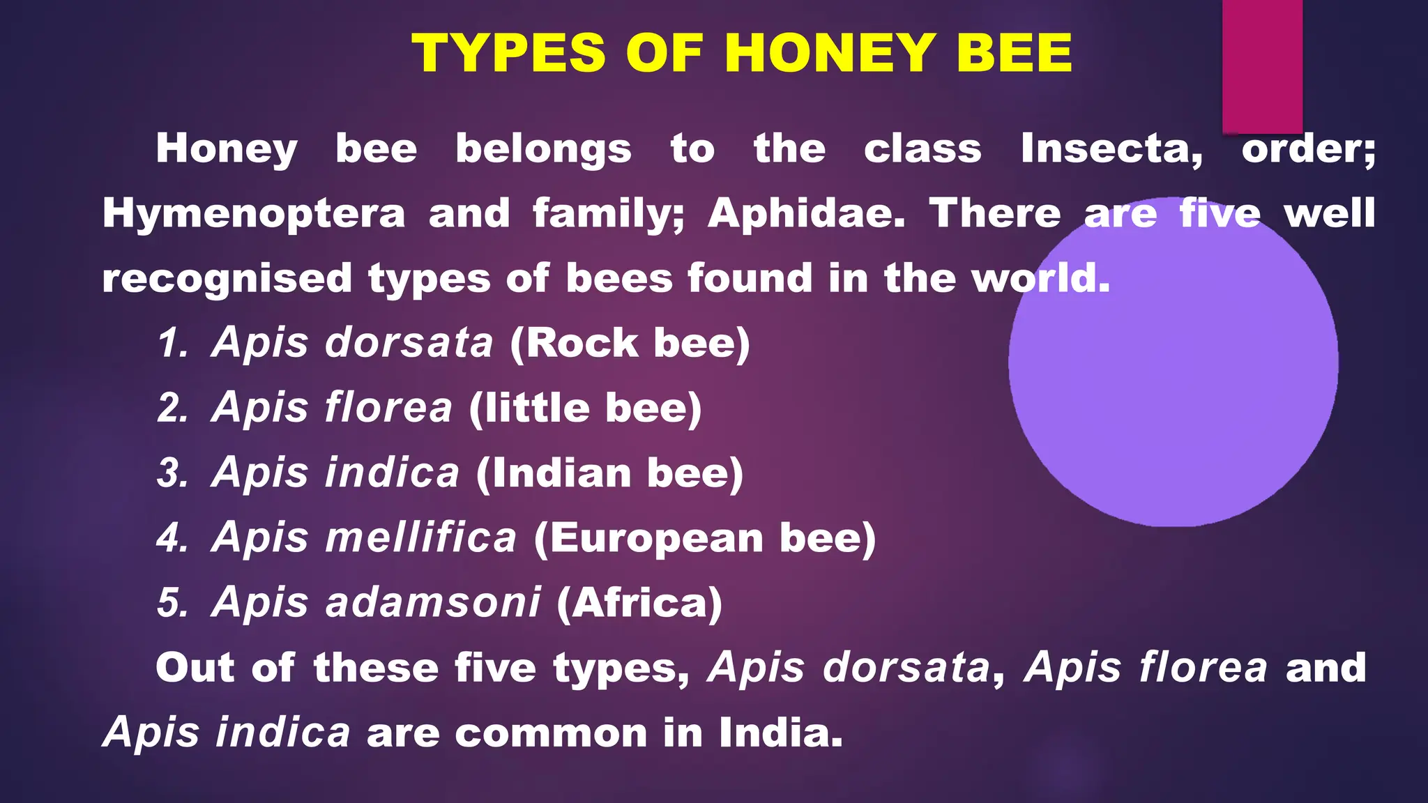 HONEY BEE – Types of Honey bee, Castes of bee | PPTX