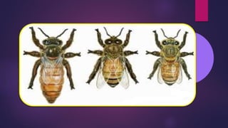 HONEY BEE – Types of Honey bee, Castes of bee | PPTX