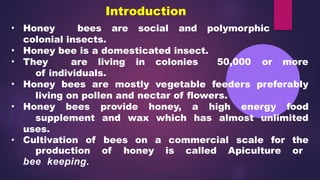 HONEY BEE – Types of Honey bee, Castes of bee | PPTX