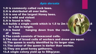 HONEY BEE – Types of Honey bee, Castes of bee | PPTX