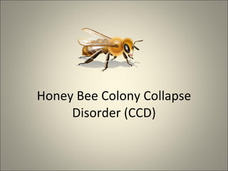 Honey Bee Colony Collapse Disorder (CCD) 