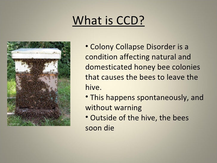 Honey Bee Colony Collapse Disorder (Ccd)
