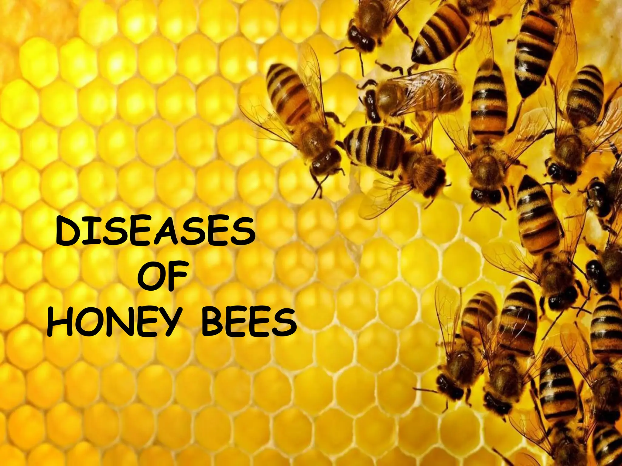 Honey bee AND THEIR DISEASES PRESENTATION.pptx