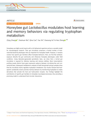 ARTICLE
Honeybee gut Lactobacillus modulates host learning
and memory behaviors via regulating tryptophan
metabolism
Zijing Zhang 1, Xiaohuan Mu1, Qina Cao1, Yao Shi1, Xiaosong Hu1 & Hao Zheng 1✉
Honeybees are highly social insects with a rich behavioral repertoire and are a versatile model
for neurobiological research. Their gut microbiota comprises a limited number of host-
restricted bacterial phylotypes that are important for honeybee health. However, it remains
unclear how speciﬁc gut members affect honeybee behaviors. Here, we ﬁnd that antibiotic
exposure disturbs the gut community and inﬂuences honeybee phenotypes under ﬁeld
conditions. Using laboratory-generated gnotobiotic bees, we show that a normal gut
microbiota is required for olfactory learning and memory abilities. Brain transcriptomic
proﬁling reveals distinct brain gene expression patterns between microbiota-free and con-
ventional bees. Subsequent metabolomic analyses of both hemolymph and gut samples show
that the microbiota mainly regulates tryptophan metabolism. Our results indicate that host-
speciﬁc Lactobacillus strains promote memory behavior by transforming tryptophan to indole
derivatives that activate the host aryl hydrocarbon receptor. Our ﬁndings highlight the
contributions of speciﬁc gut members to honeybee neurological processes, thus providing a
promising model to understand host-microbe interactions.
https://doi.org/10.1038/s41467-022-29760-0 OPEN
1 College of Food Science and Nutritional Engineering, China Agricultural University, 100083 Beijing, China. ✉email: hao.zheng@cau.edu.cn
NATURE COMMUNICATIONS | (2022)13:2037 | https://doi.org/10.1038/s41467-022-29760-0 | www.nature.com/naturecommunications 1
1234567890():,;
 