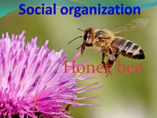 Honey bee
 