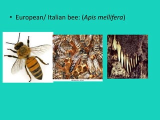 • European/ Italian bee: (Apis mellifera)
 