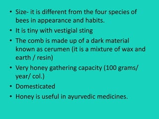 • Size- it is different from the four species of
bees in appearance and habits.
• It is tiny with vestigial sting
• The comb is made up of a dark material
known as cerumen (it is a mixture of wax and
earth / resin)
• Very honey gathering capacity (100 grams/
year/ col.)
• Domesticated
• Honey is useful in ayurvedic medicines.
 