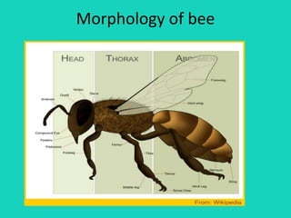Morphology of bee
 