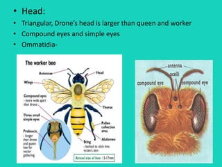 • Head:
• Triangular, Drone’s head is larger than queen and worker
• Compound eyes and simple eyes
• Ommatidia-
 