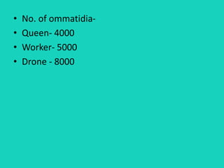 • No. of ommatidia-
• Queen- 4000
• Worker- 5000
• Drone - 8000
 