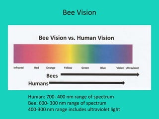 Bee Vision
Human: 700- 400 nm range of spectrum
Bee: 600- 300 nm range of spectrum
400-300 nm range includes ultraviolet light
 