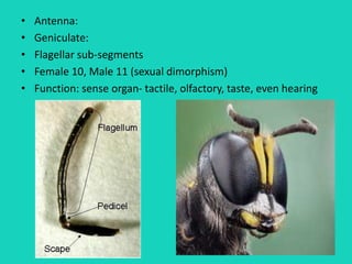 • Antenna:
• Geniculate:
• Flagellar sub-segments
• Female 10, Male 11 (sexual dimorphism)
• Function: sense organ- tactile, olfactory, taste, even hearing
 