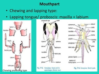 Mouthpart
• Chewing and lapping type:
• Lapping tongue/ proboscis: maxilla + labium
Chewing and biting type
 
