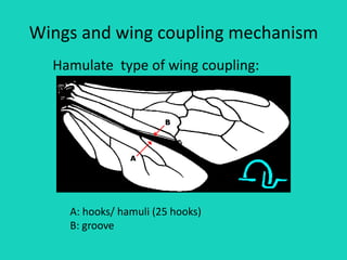Wings and wing coupling mechanism
A: hooks/ hamuli (25 hooks)
B: groove
Hamulate type of wing coupling:
 