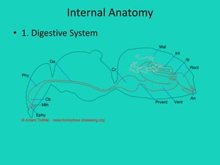 Internal Anatomy
• 1. Digestive System
 