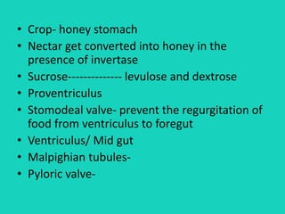 • Crop- honey stomach
• Nectar get converted into honey in the
presence of invertase
• Sucrose-------------- levulose and dextrose
• Proventriculus
• Stomodeal valve- prevent the regurgitation of
food from ventriculus to foregut
• Ventriculus/ Mid gut
• Malpighian tubules-
• Pyloric valve-
 