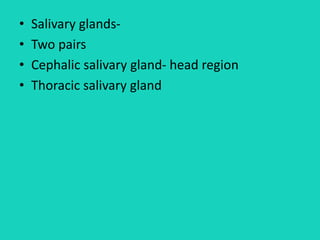 • Salivary glands-
• Two pairs
• Cephalic salivary gland- head region
• Thoracic salivary gland
 