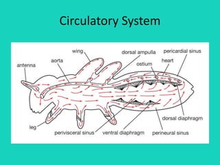 Circulatory System
 