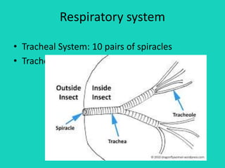 Respiratory system
• Tracheal System: 10 pairs of spiracles
• Trachea- Spiracle
 