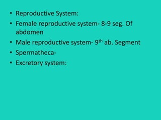 • Reproductive System:
• Female reproductive system- 8-9 seg. Of
abdomen
• Male reproductive system- 9th ab. Segment
• Spermatheca-
• Excretory system:
 